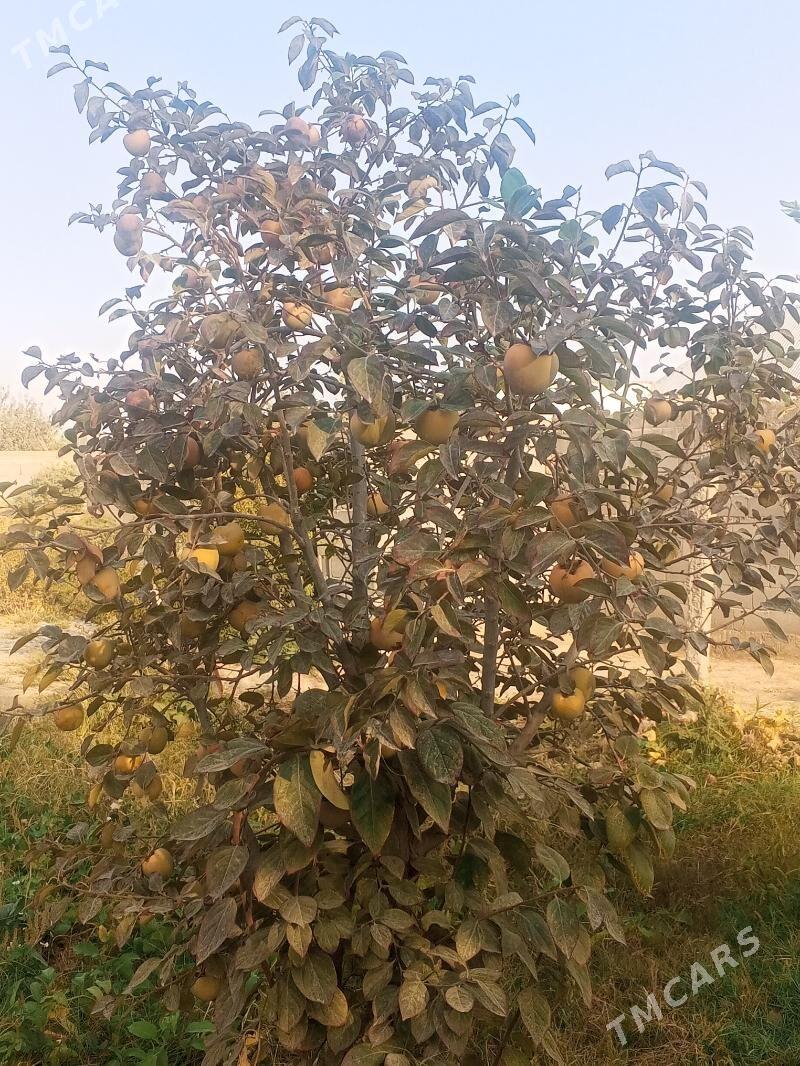 satlyk howly - Гёкдепе - img 4