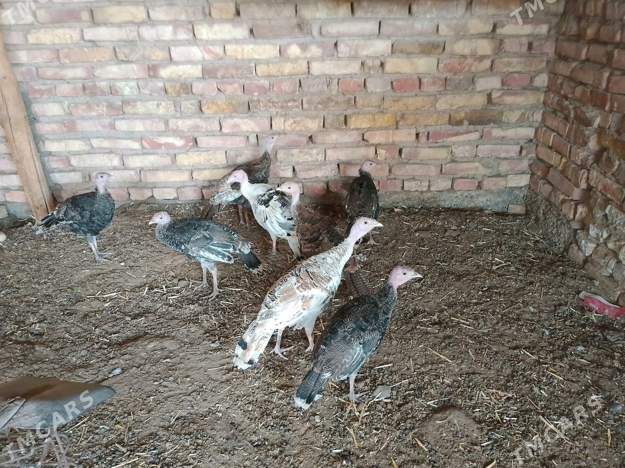 induk - Tejen - img 1