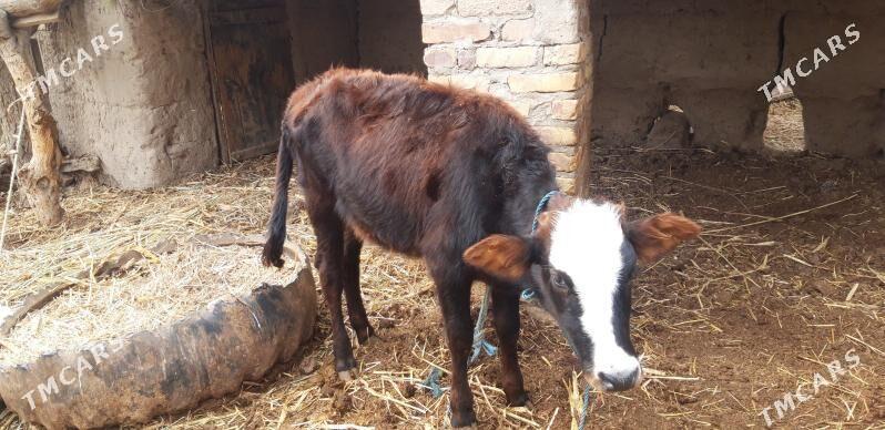 gunajyn - Sakar - img 3