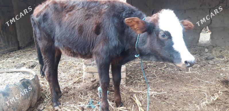 gunajyn - Sakar - img 2