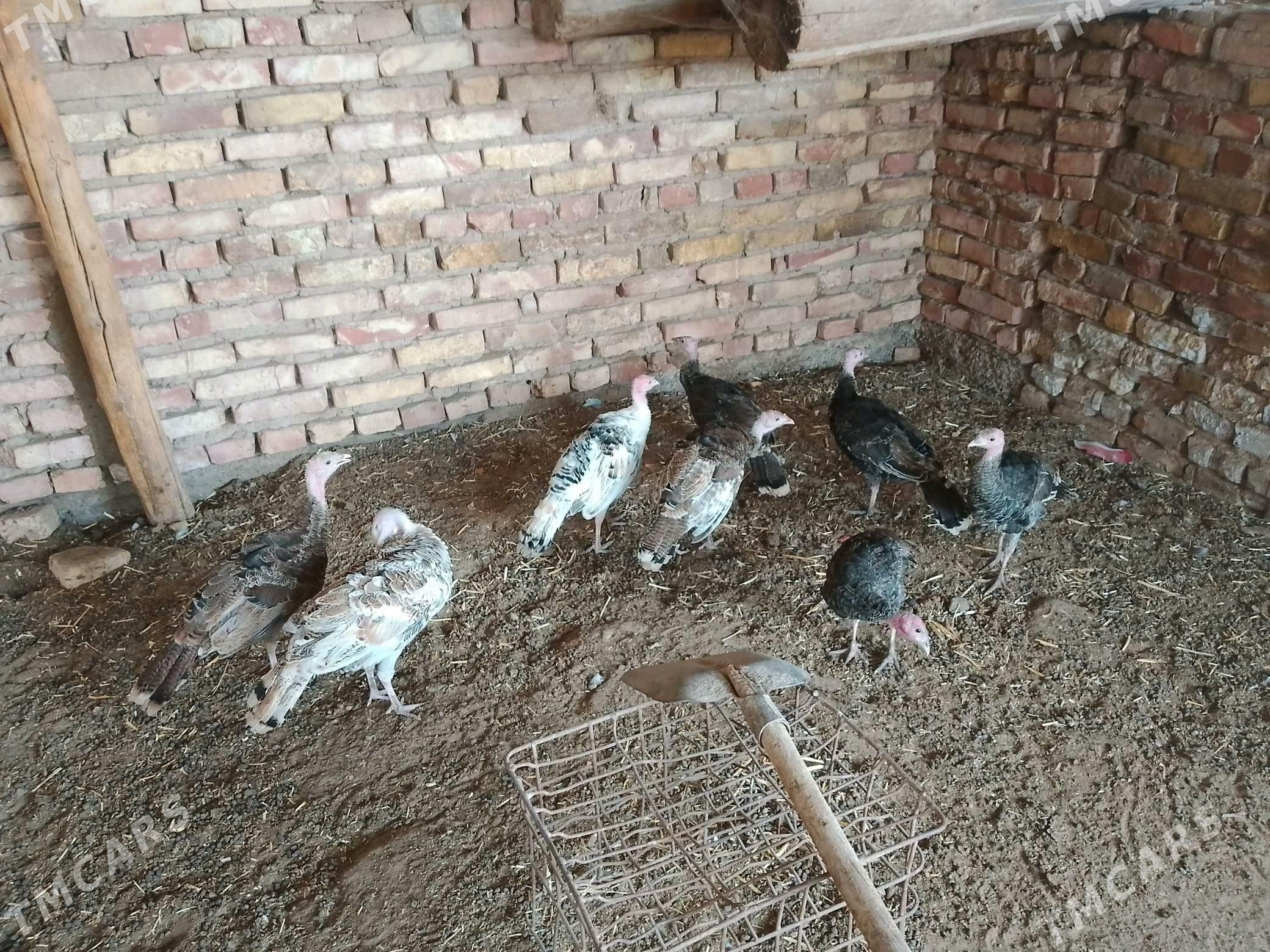 induk - Tejen - img 4