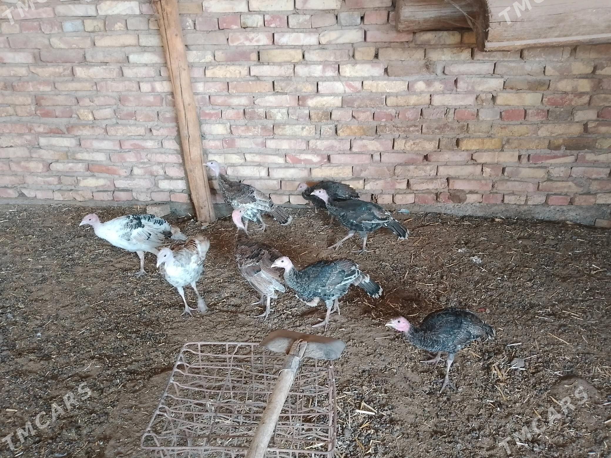 induk - Tejen - img 3