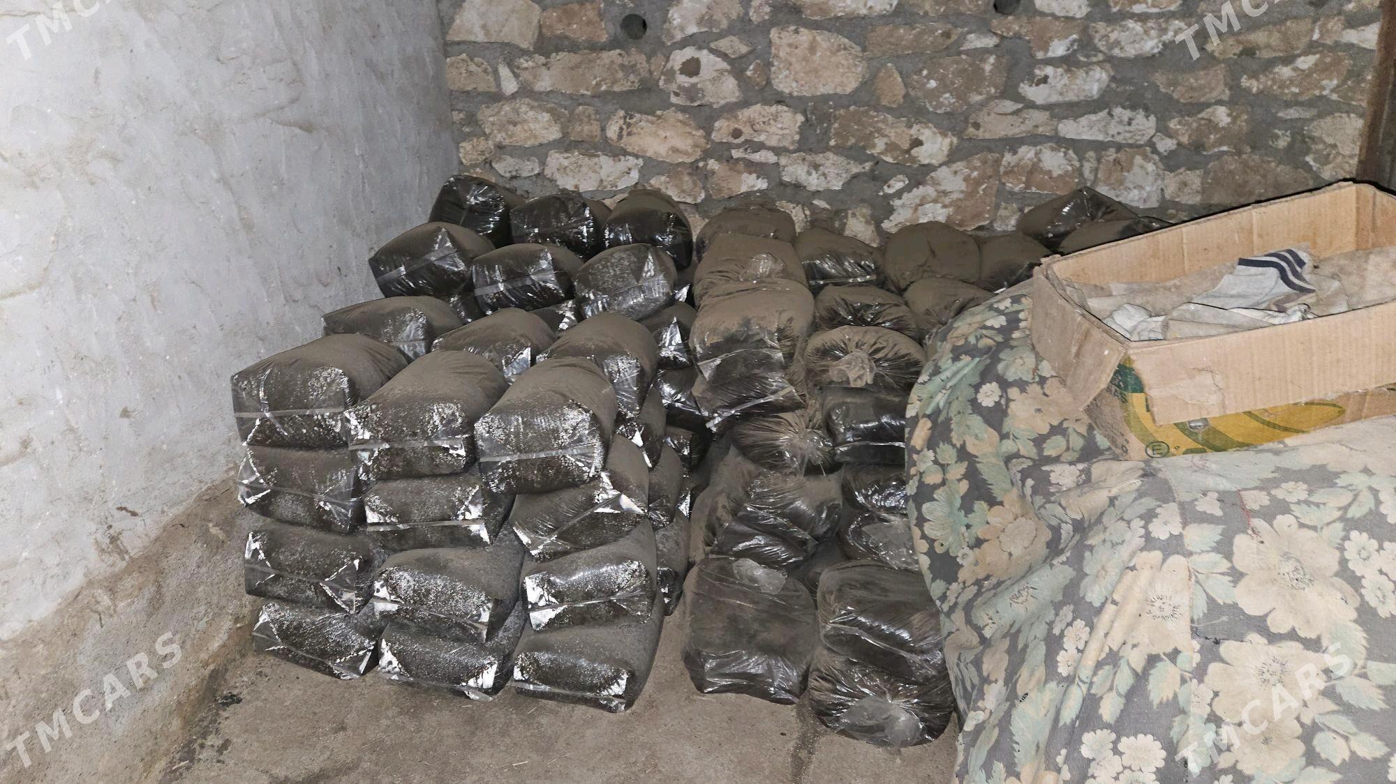 Biogums miweli agaclara - Köýtendag - img 1