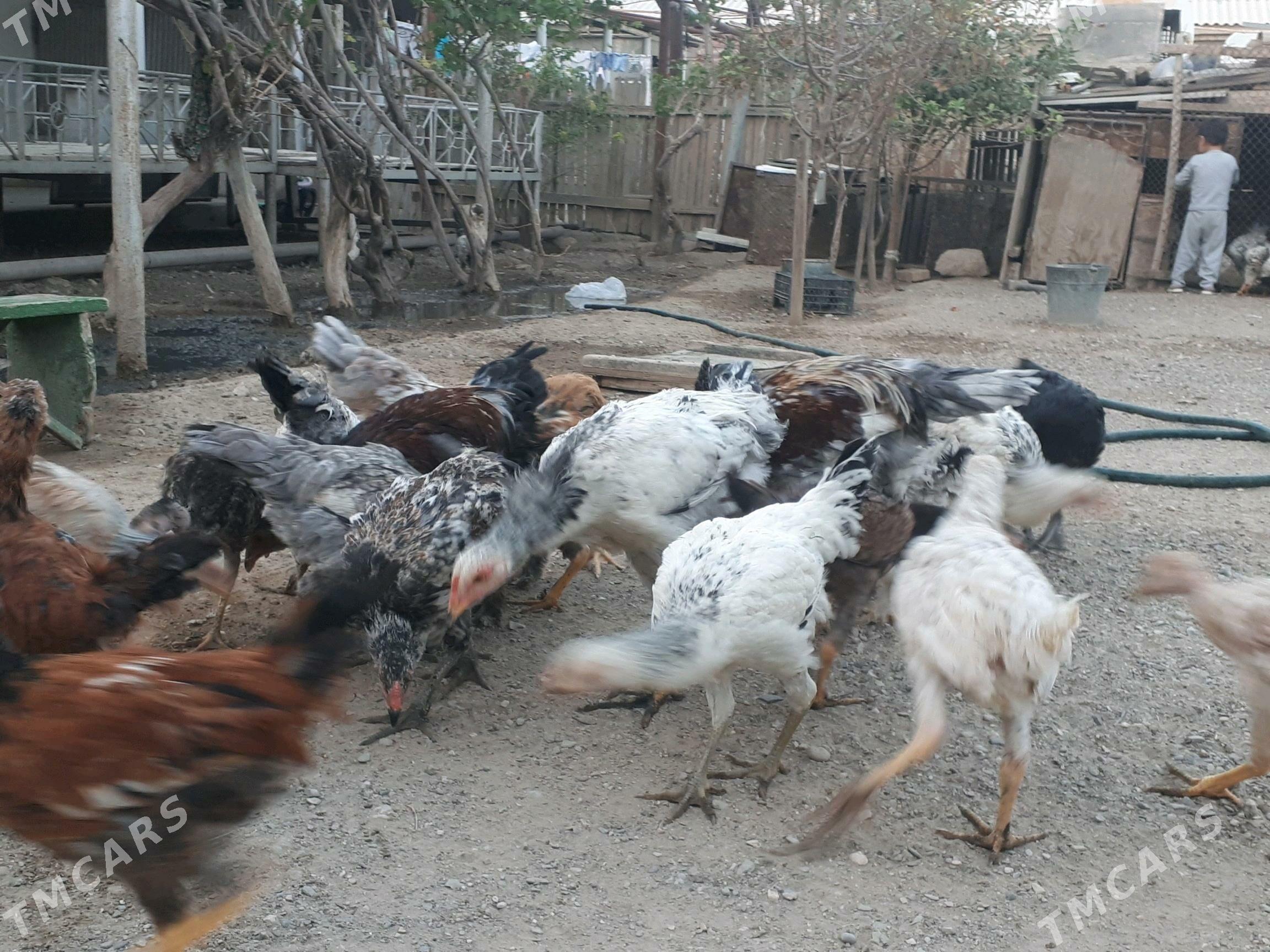 Jùýje - Гумдаг - img 2