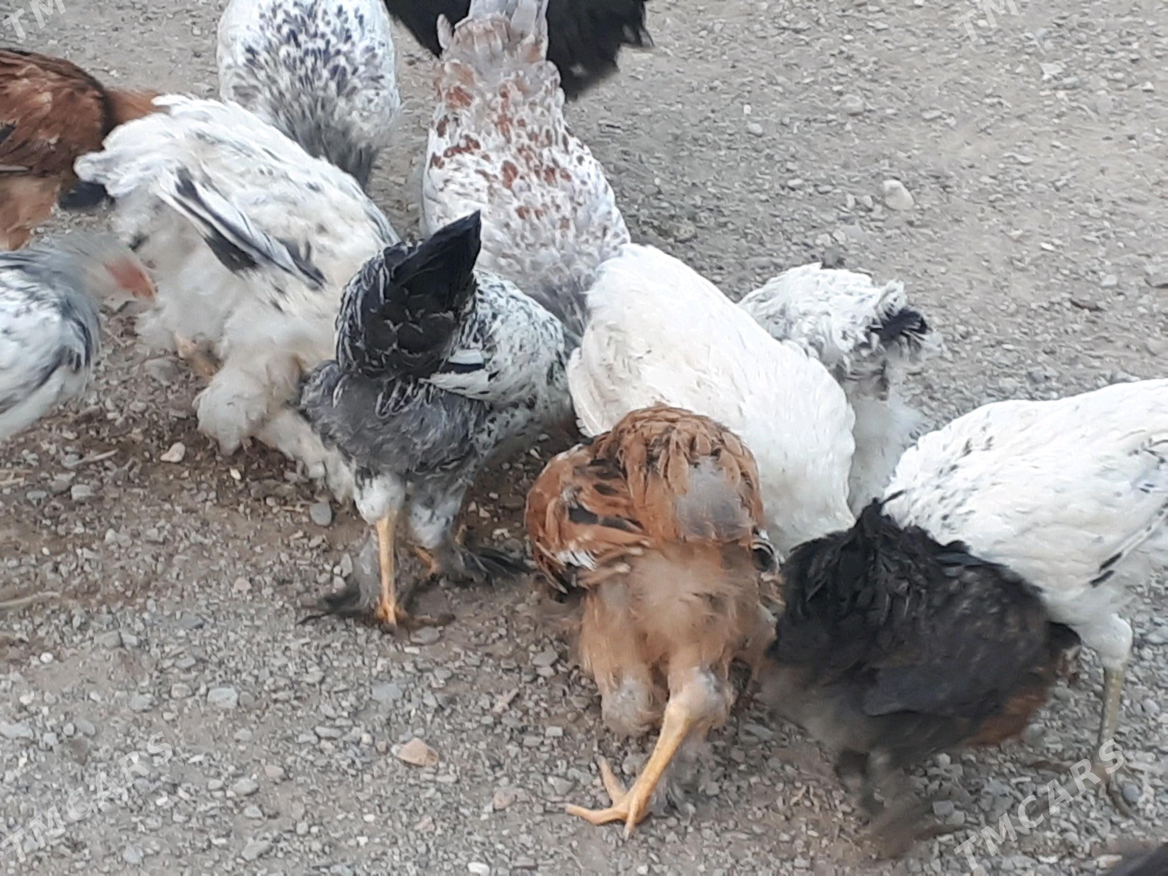 Jùýje - Гумдаг - img 3