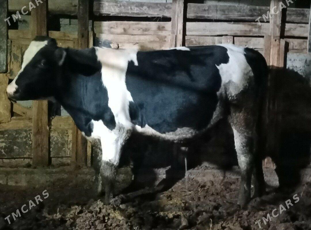 Kelek Okuz - Гёкдепе - img 1