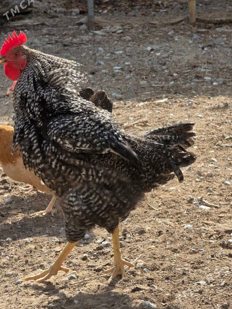 Daminant Horoz - Анев - img 8