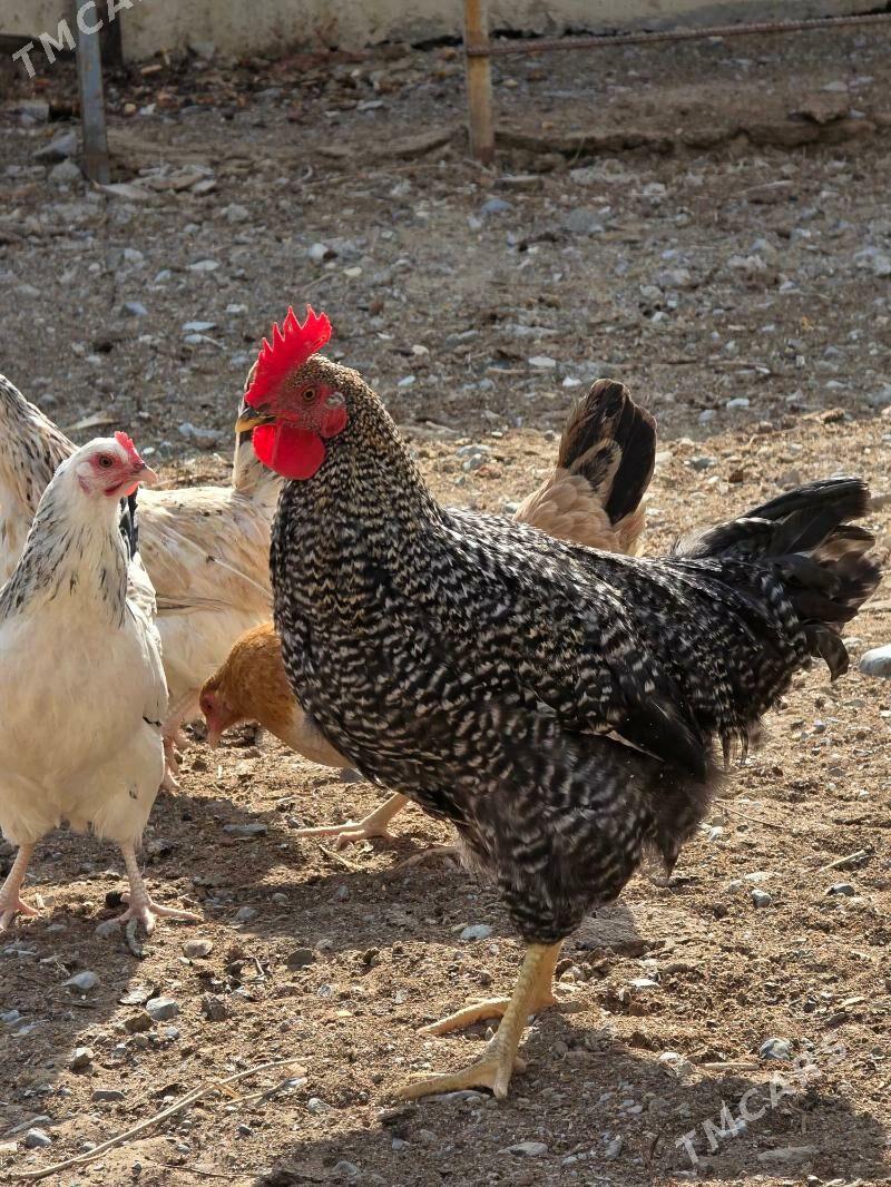 Daminant Horoz - Анев - img 4