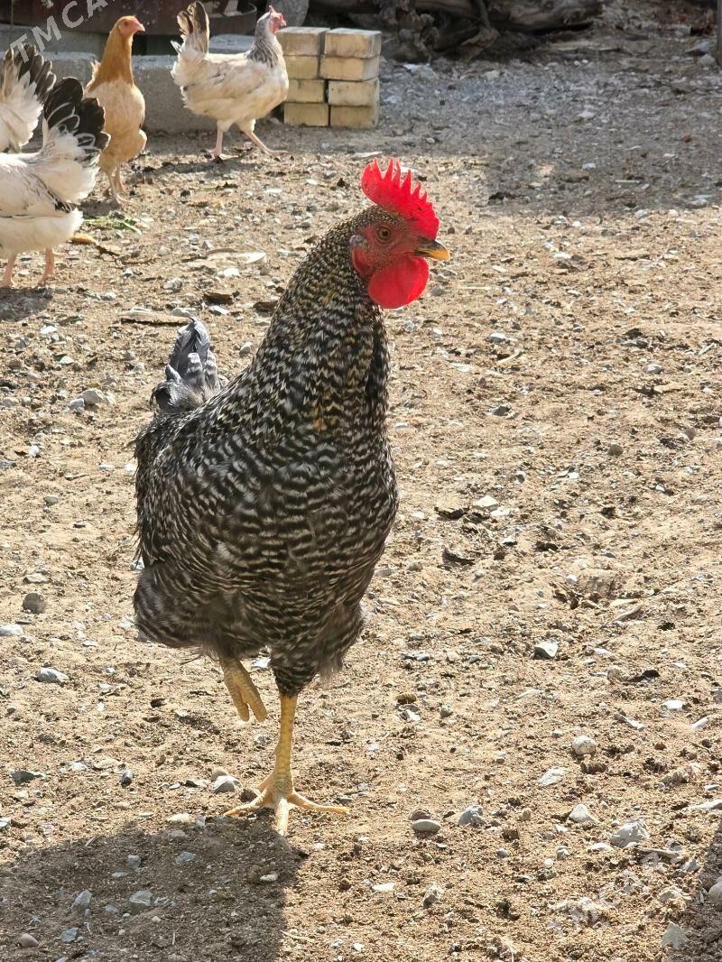 Daminant Horoz - Анев - img 7