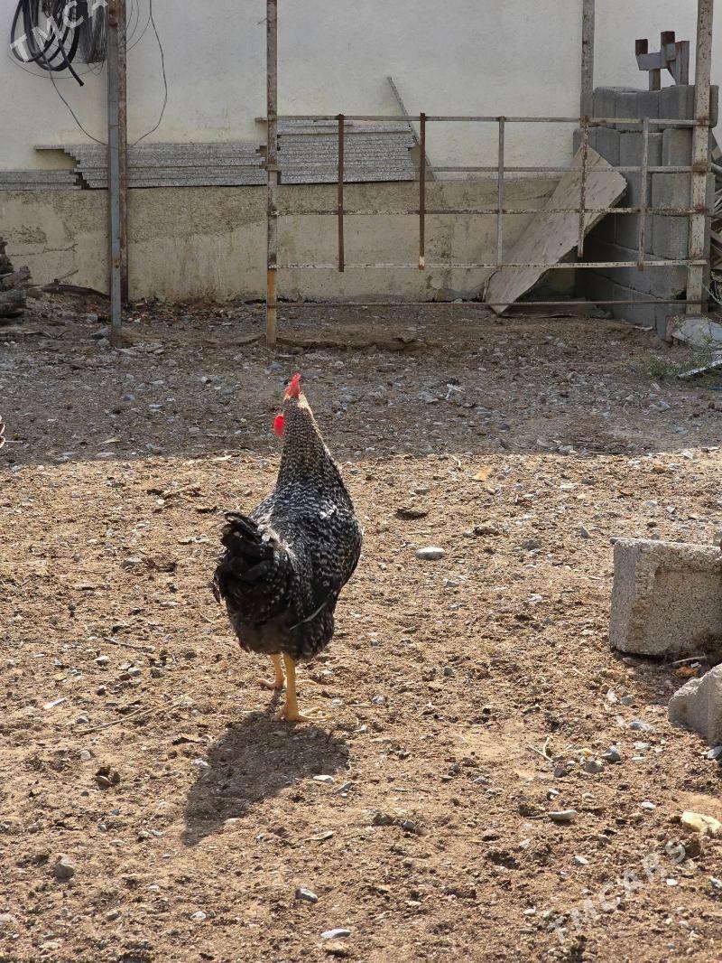 Daminant Horoz - Анев - img 5