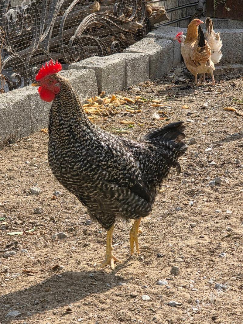 Daminant Horoz - Анев - img 1