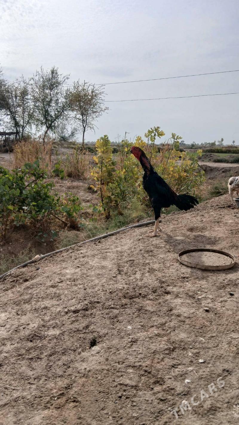 horaz tasgent - Акдепе - img 2
