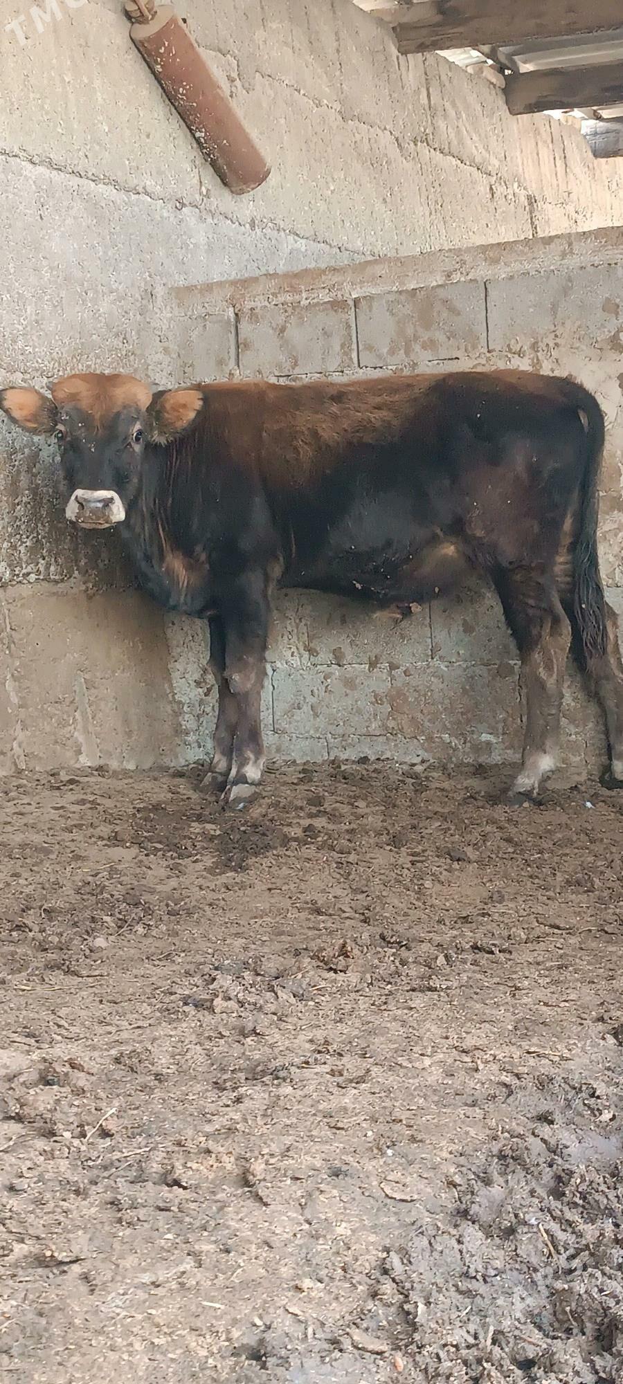 şwes öküz - Büzmeýin - img 2