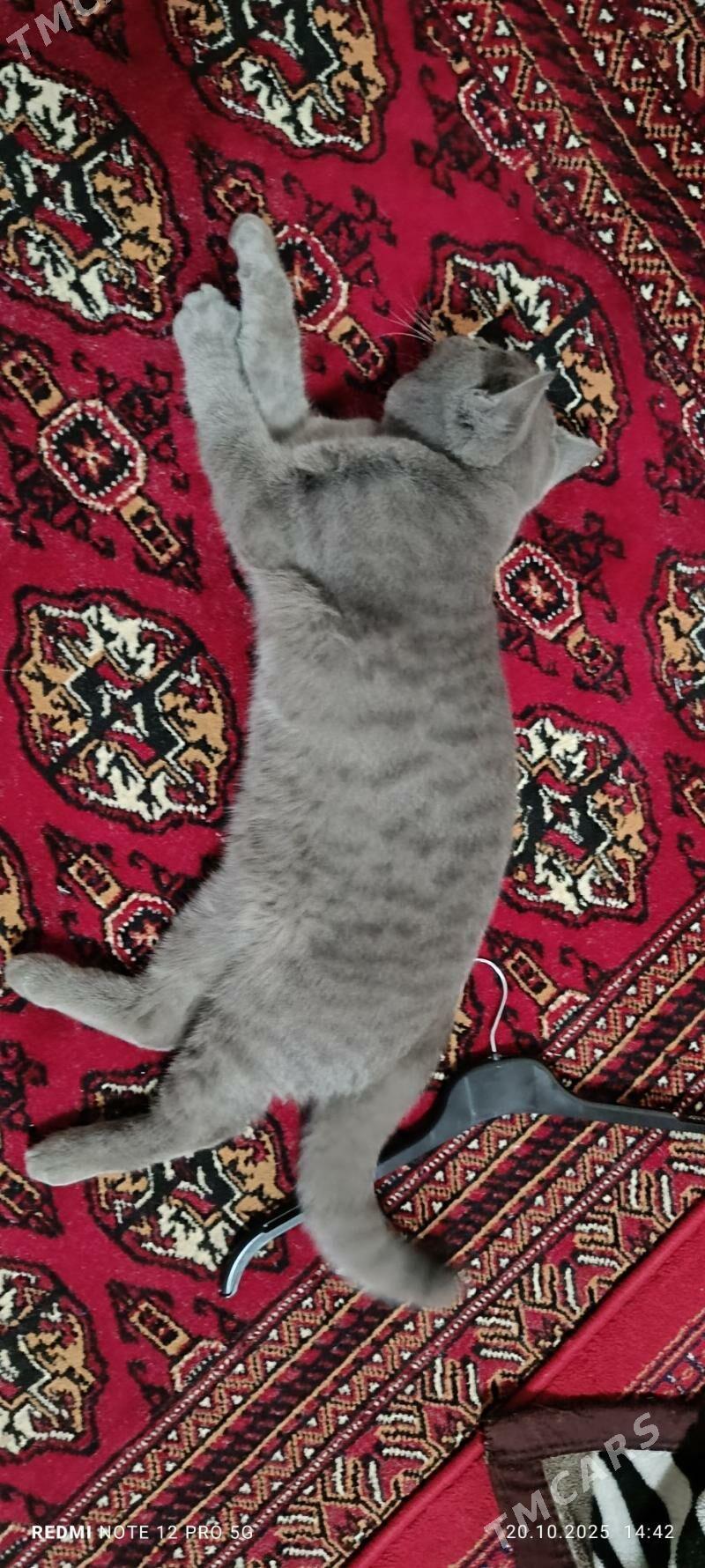 Paroda pishik - Хитровка - img 1