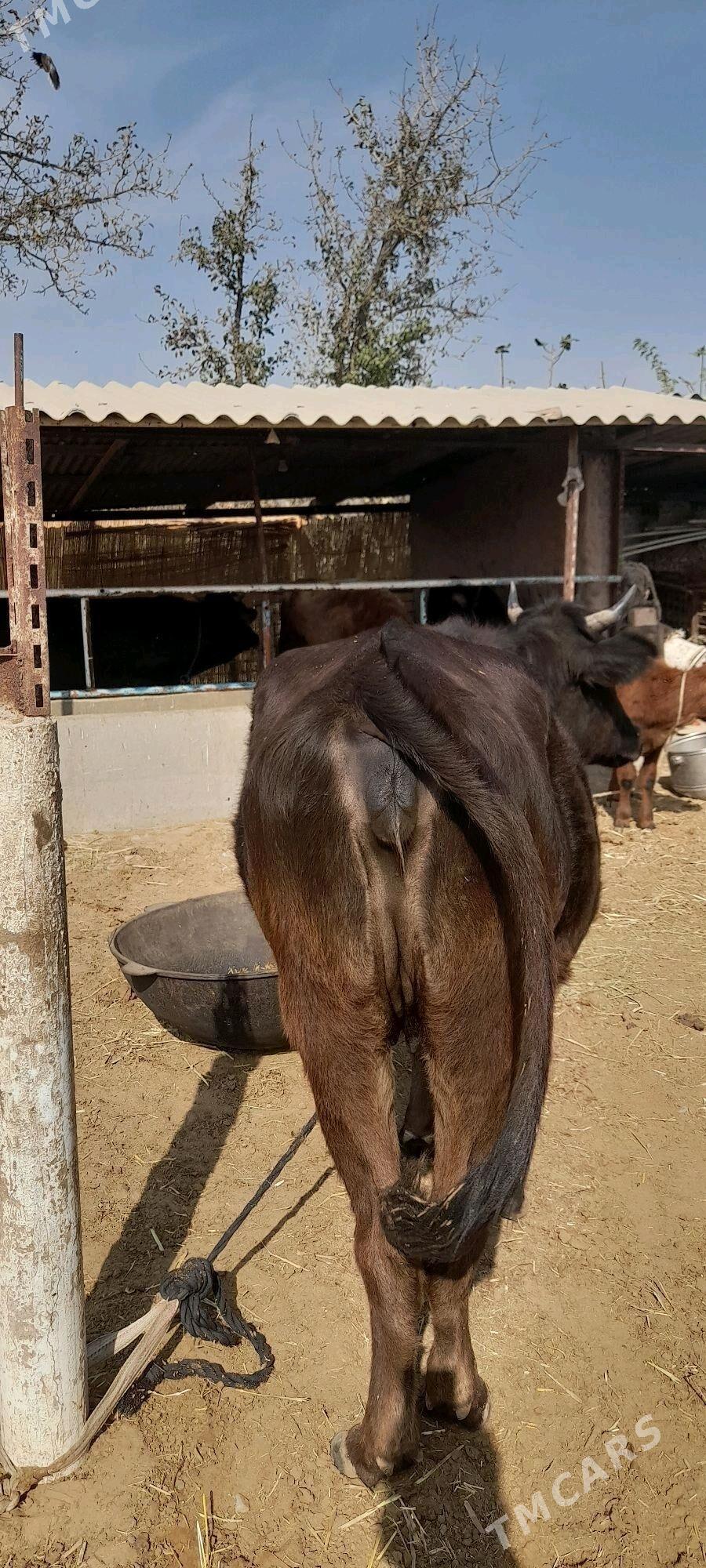 Bogaz sygyr - Бабадайхан - img 2