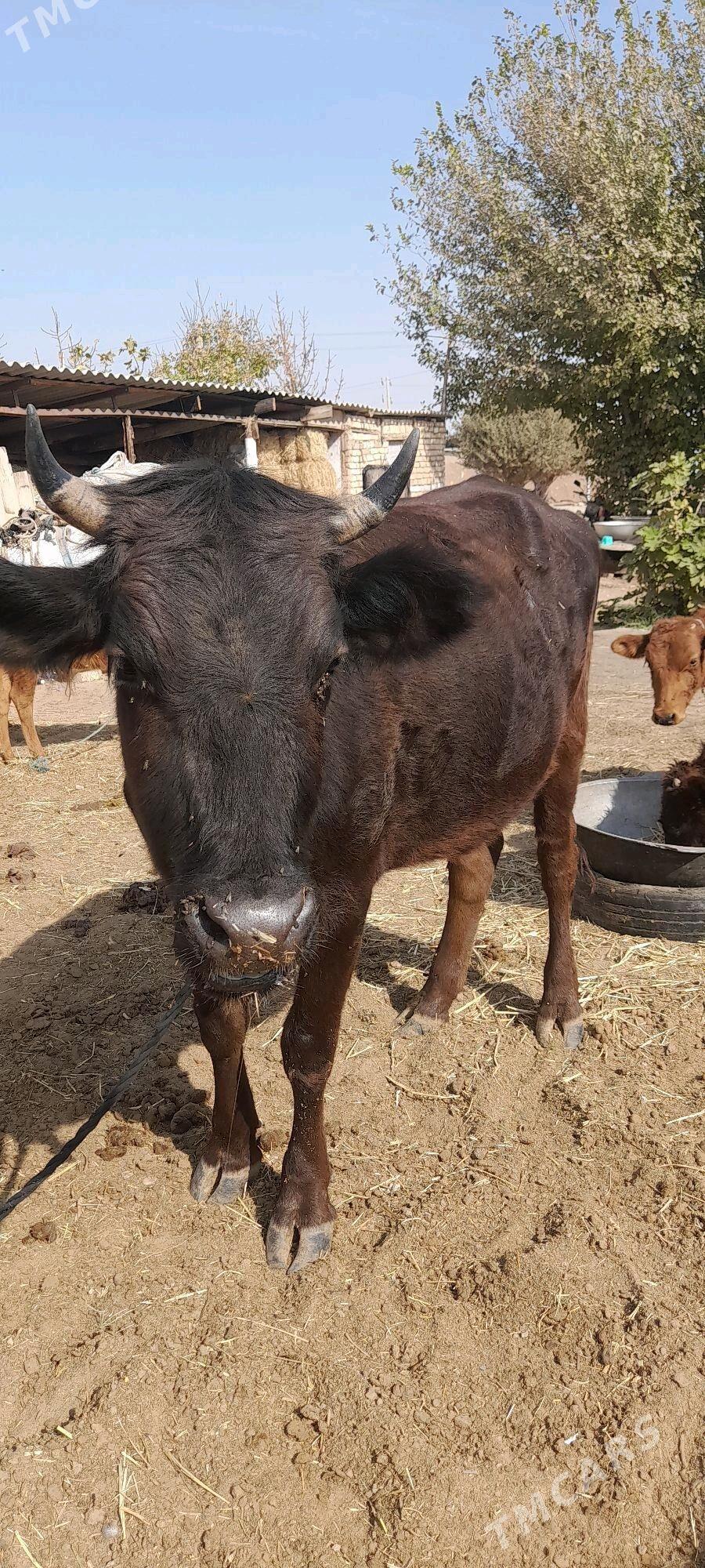 Bogaz sygyr - Бабадайхан - img 3