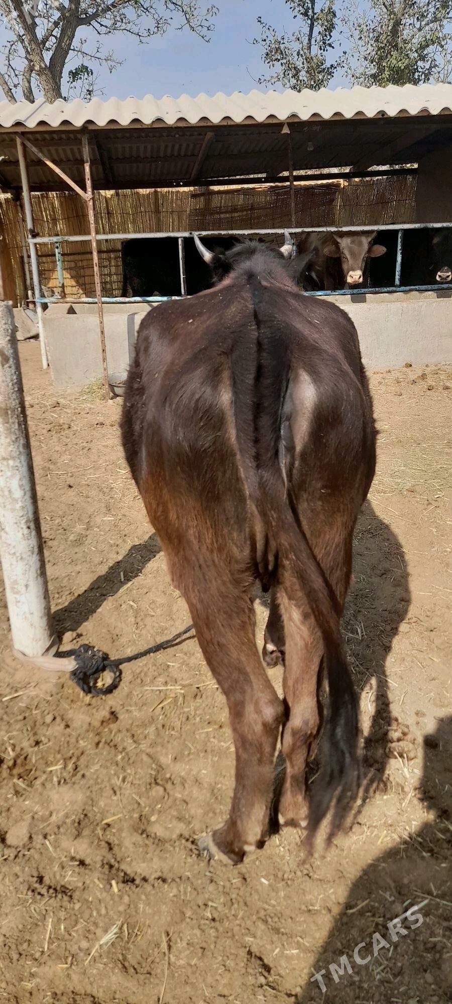 Bogaz sygyr - Бабадайхан - img 4