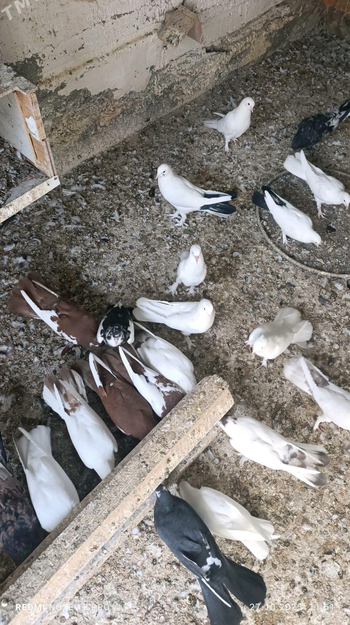 Kepderi - Büzmeýin - img 1