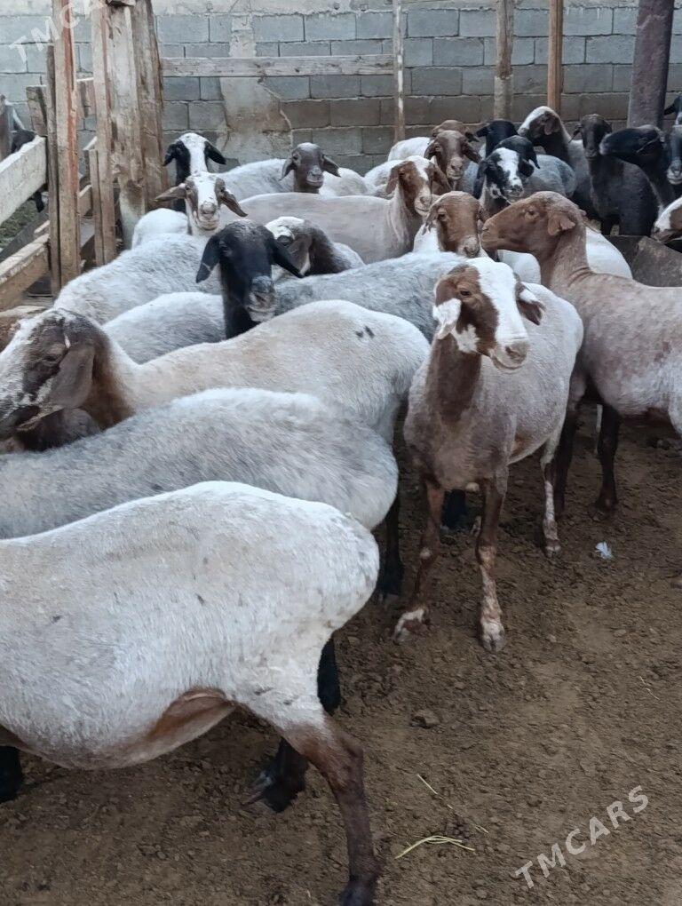 semiz goýun - Çoganly - img 1