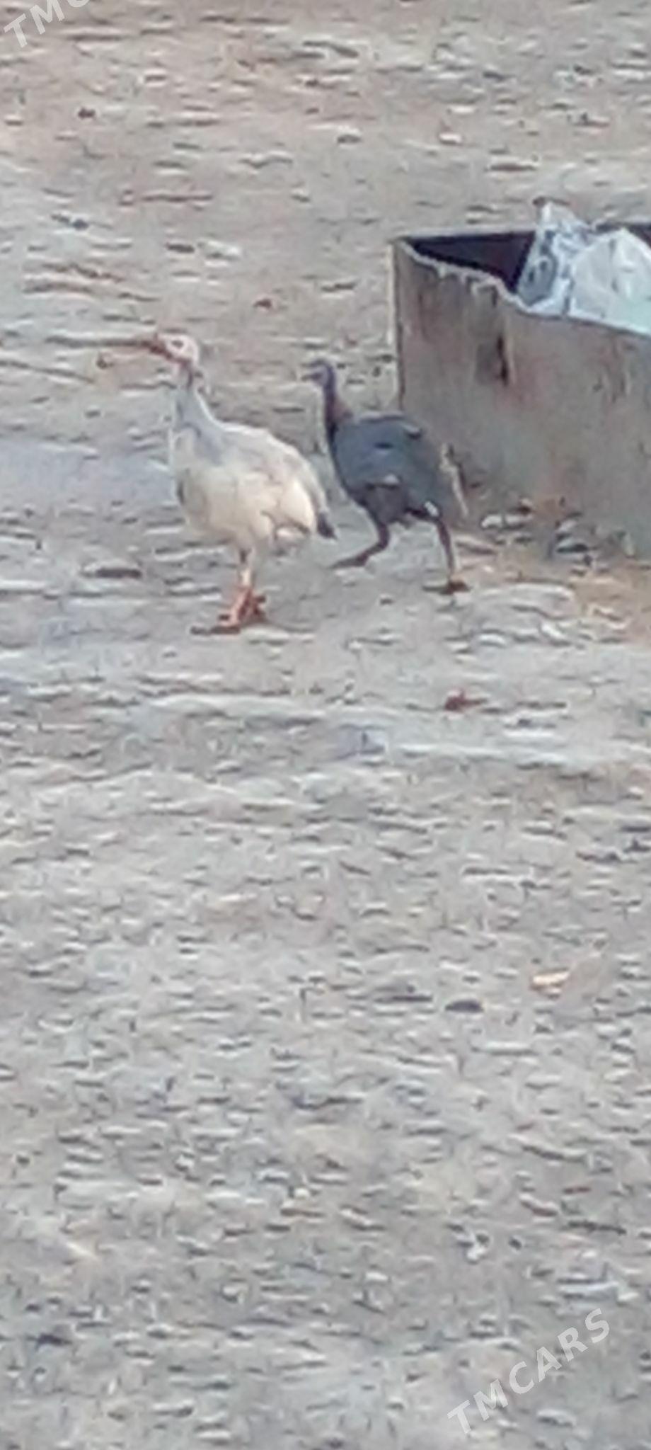 сахара - Анев - img 3