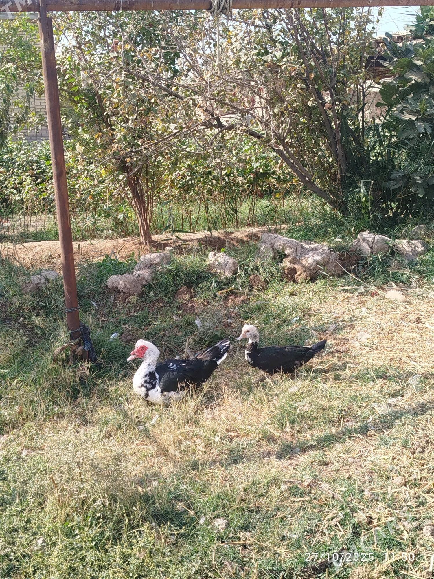 ordek indawutka - Векильбазар - img 2