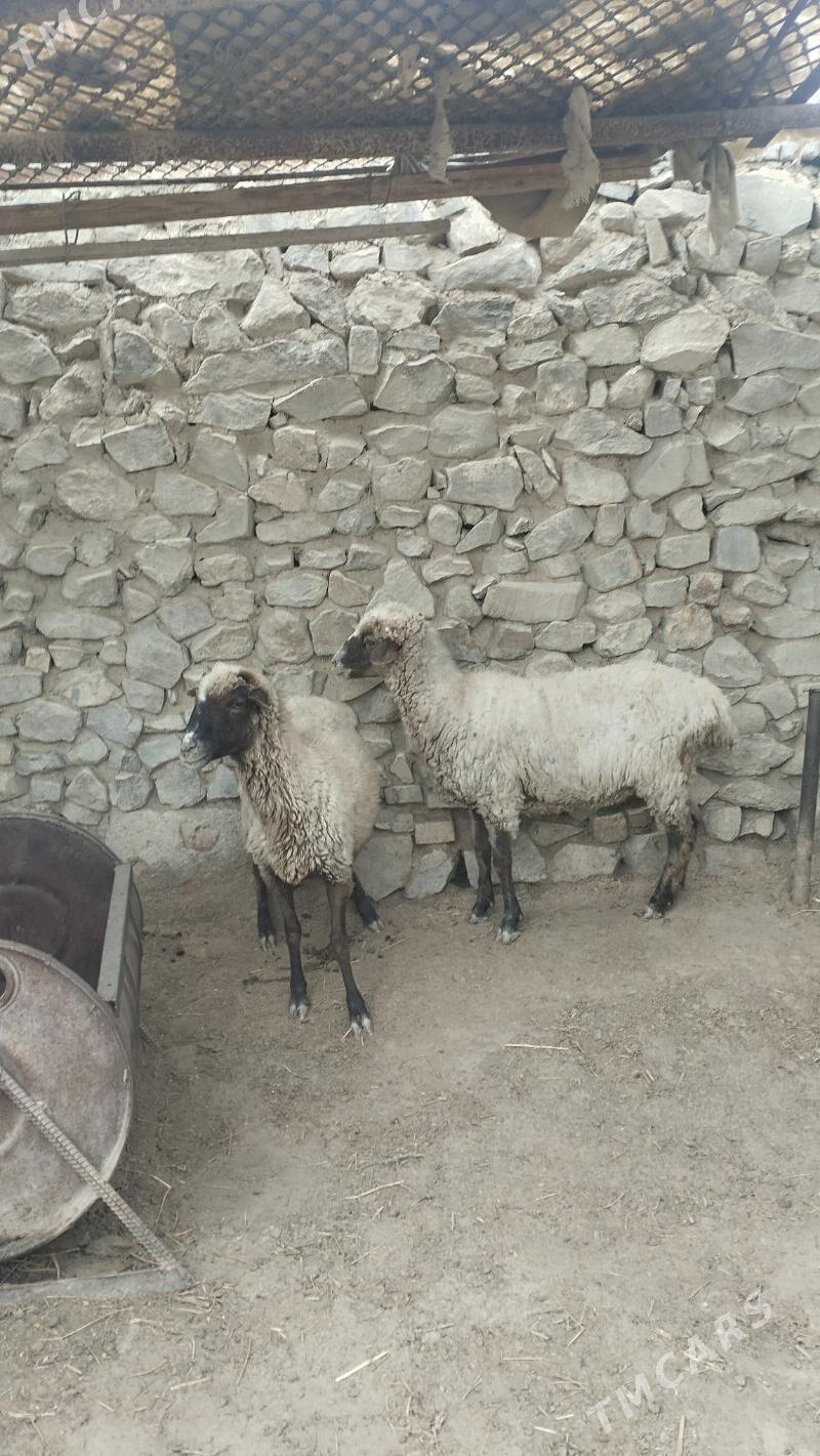 Goyun - Bäherden - img 1