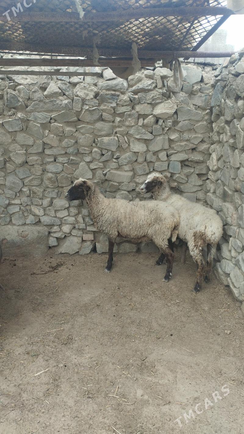 Goyun - Bäherden - img 2