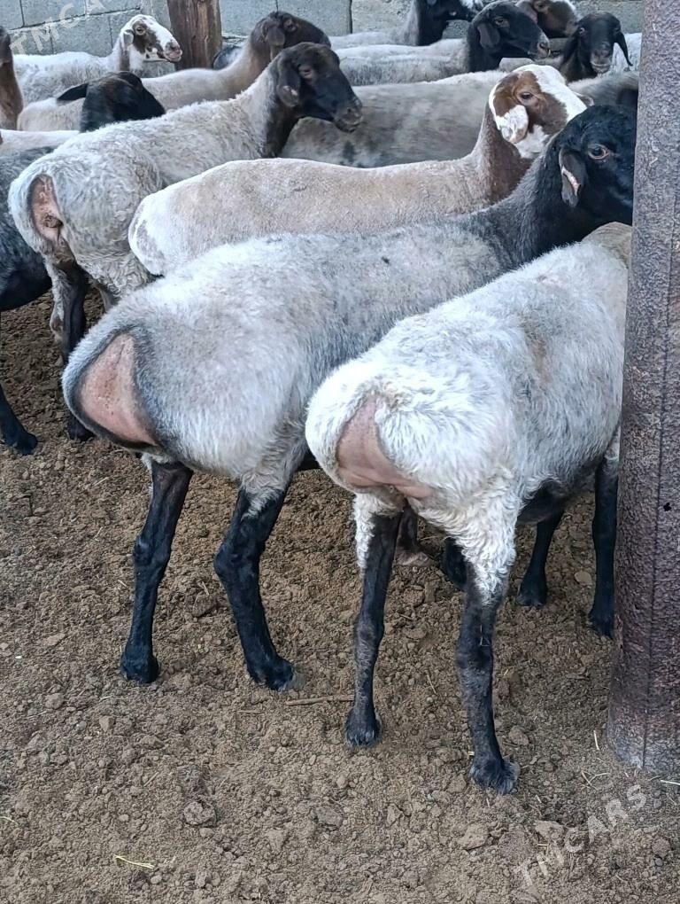 semiz goýun - Çoganly - img 2