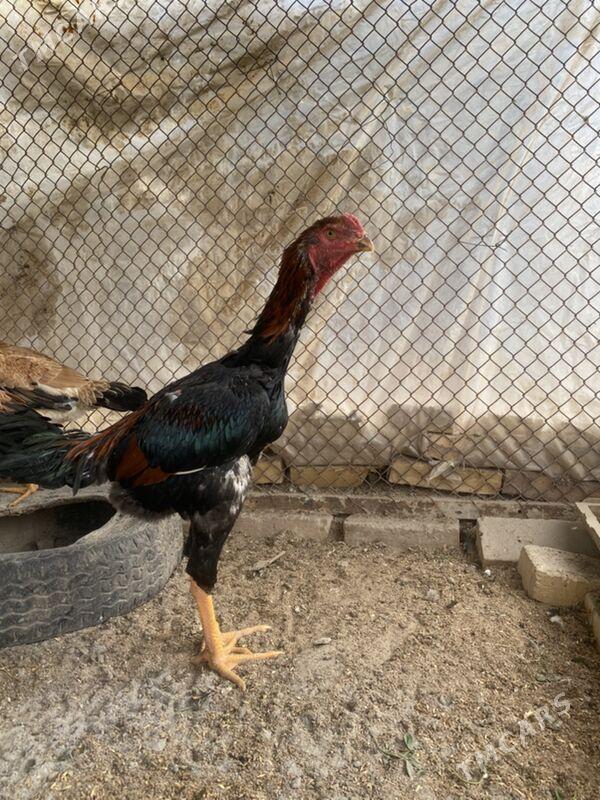 jüje - Фарап - img 6