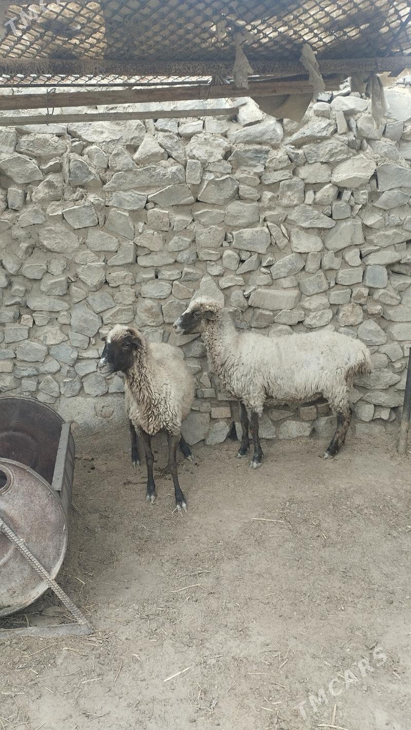 Goyun - Bäherden - img 3