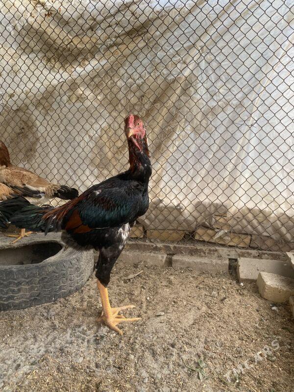 jüje - Фарап - img 9