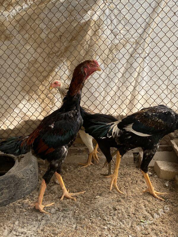 jüje - Фарап - img 8