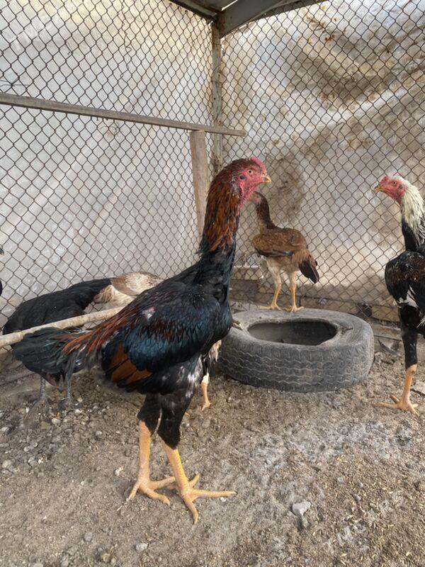 jüje - Фарап - img 7