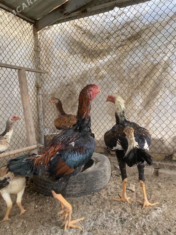 jüje - Фарап - img 10