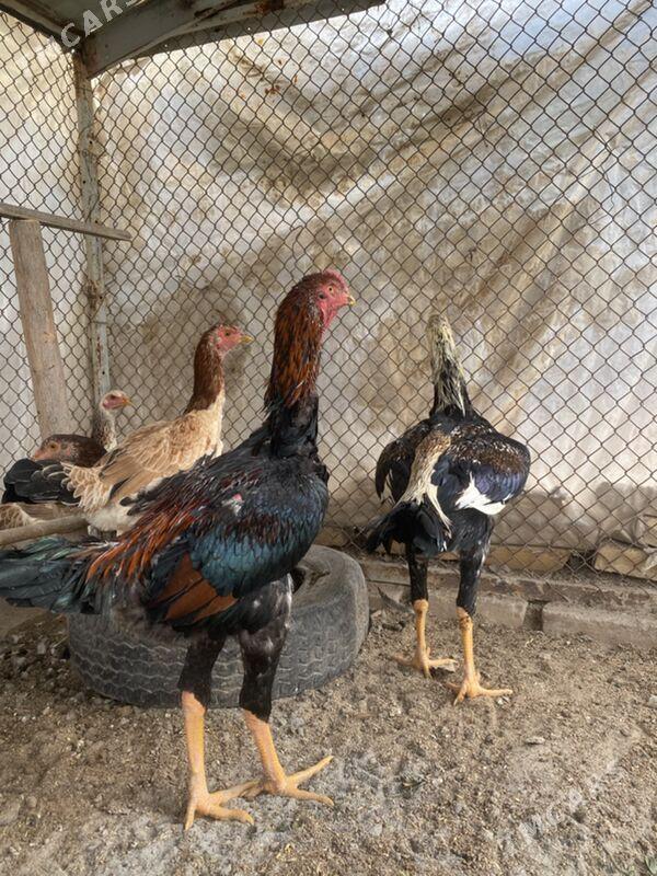 jüje - Фарап - img 5