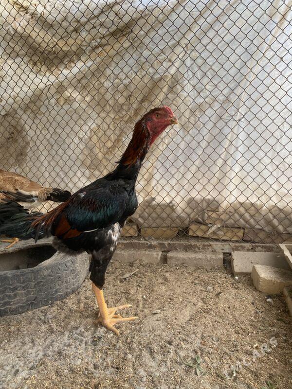 jüje - Фарап - img 4