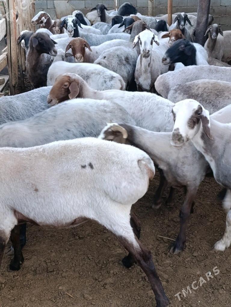 semiz goýun - Çoganly - img 3