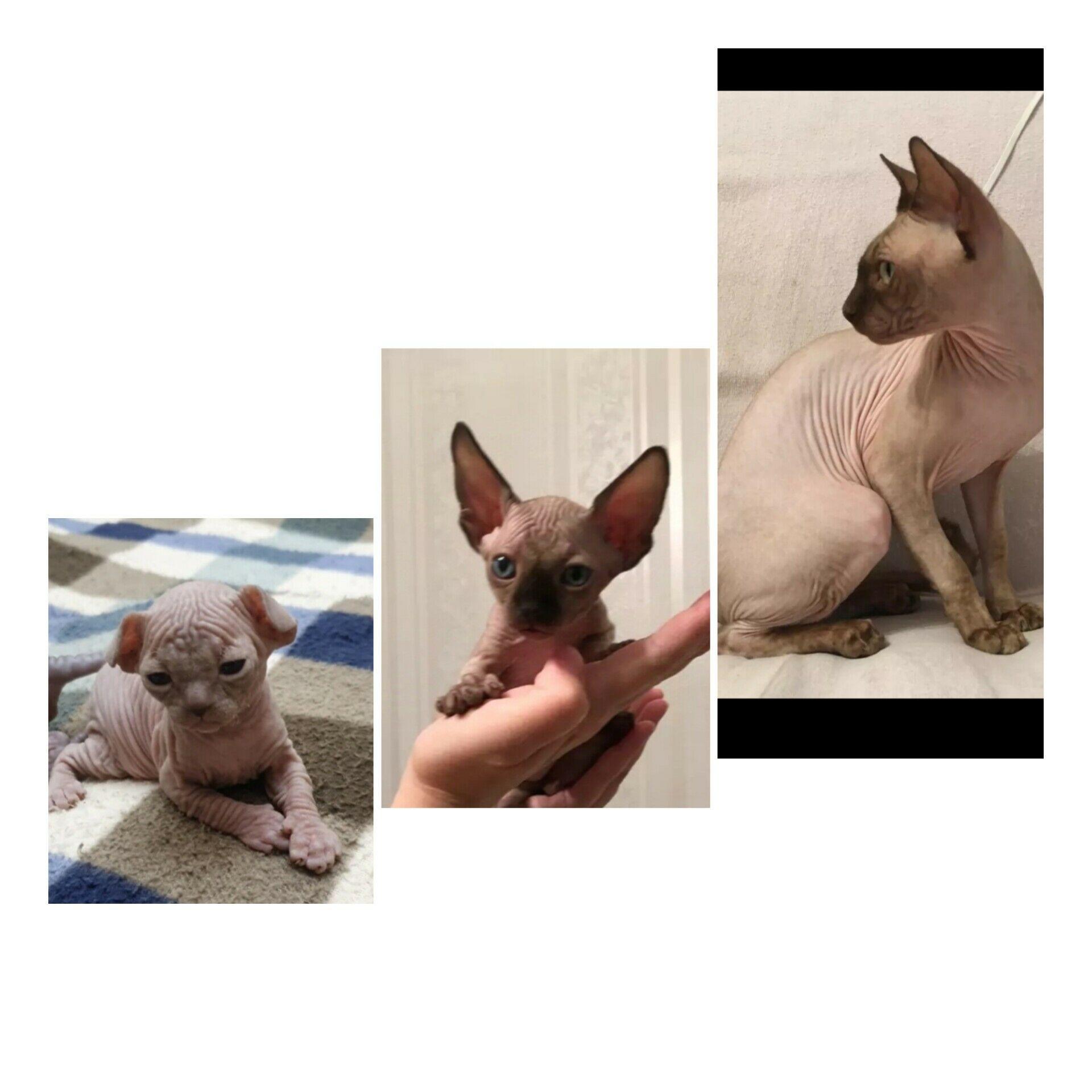 Канадский сфинкс - Ашхабад - img 2