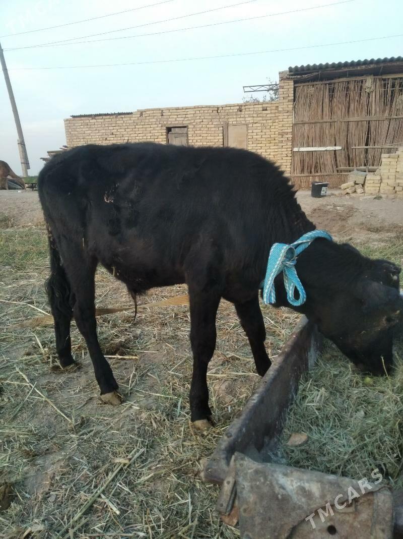 öküz - Baýramaly - img 2