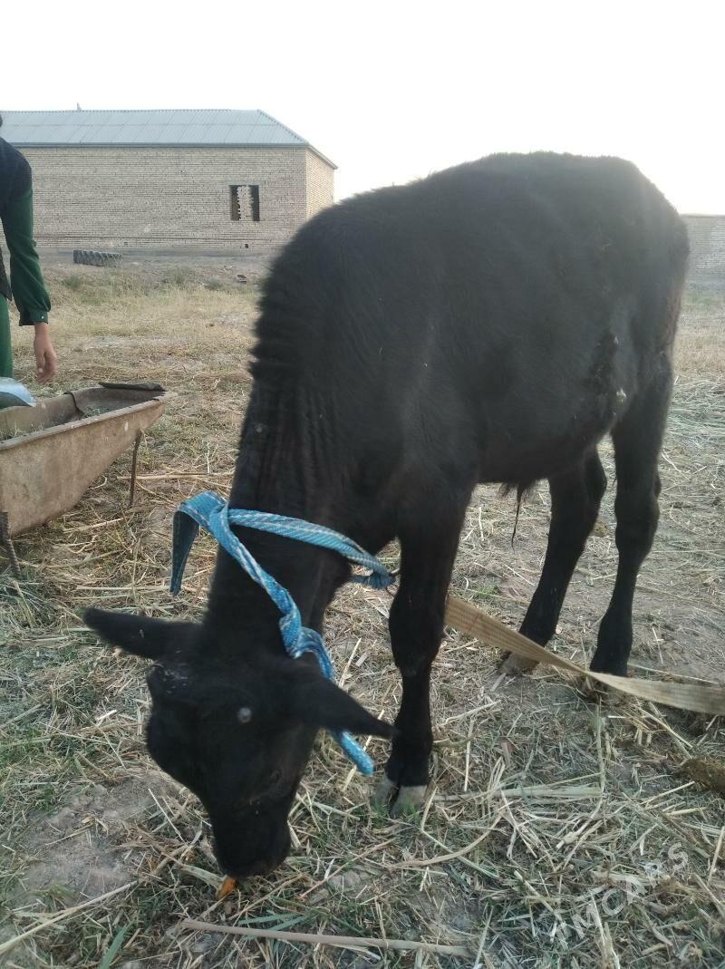 öküz - Baýramaly - img 1