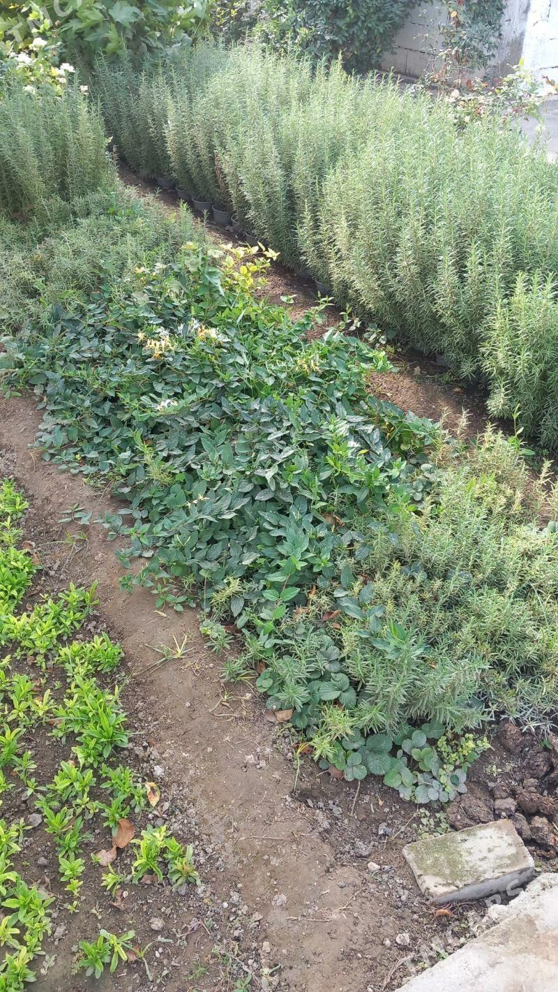 Razmarin размарин - Bagyr - img 2