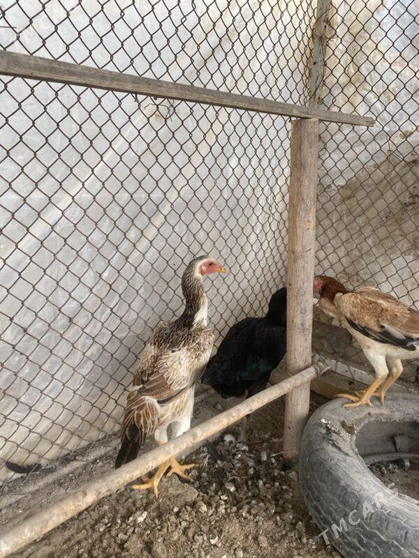 baysov tovuk  jüje - Фарап - img 1