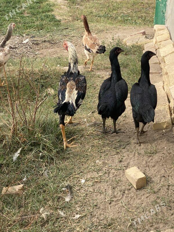 baysov tovuk  jüje - Фарап - img 5