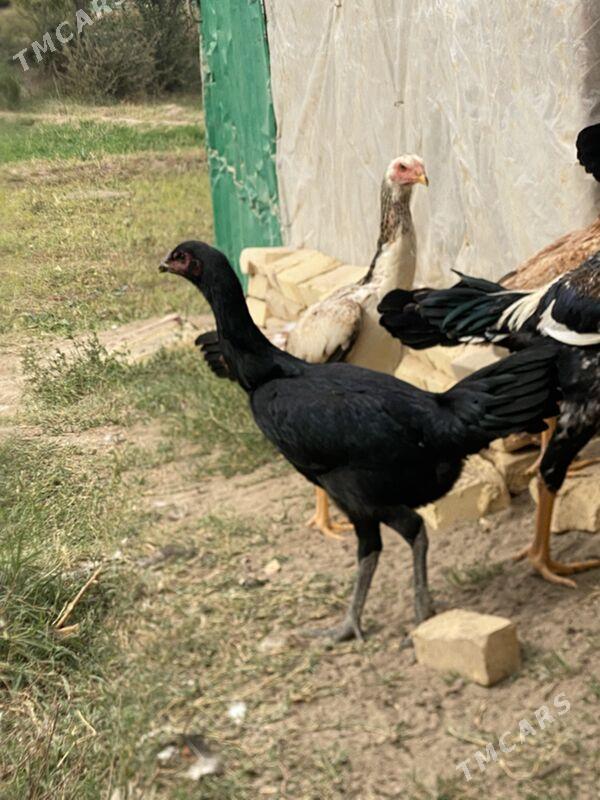 baysov tovuk  jüje - Фарап - img 9