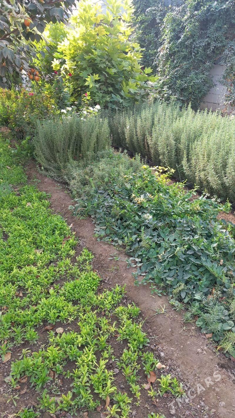 Razmarin размарин - Bagyr - img 3