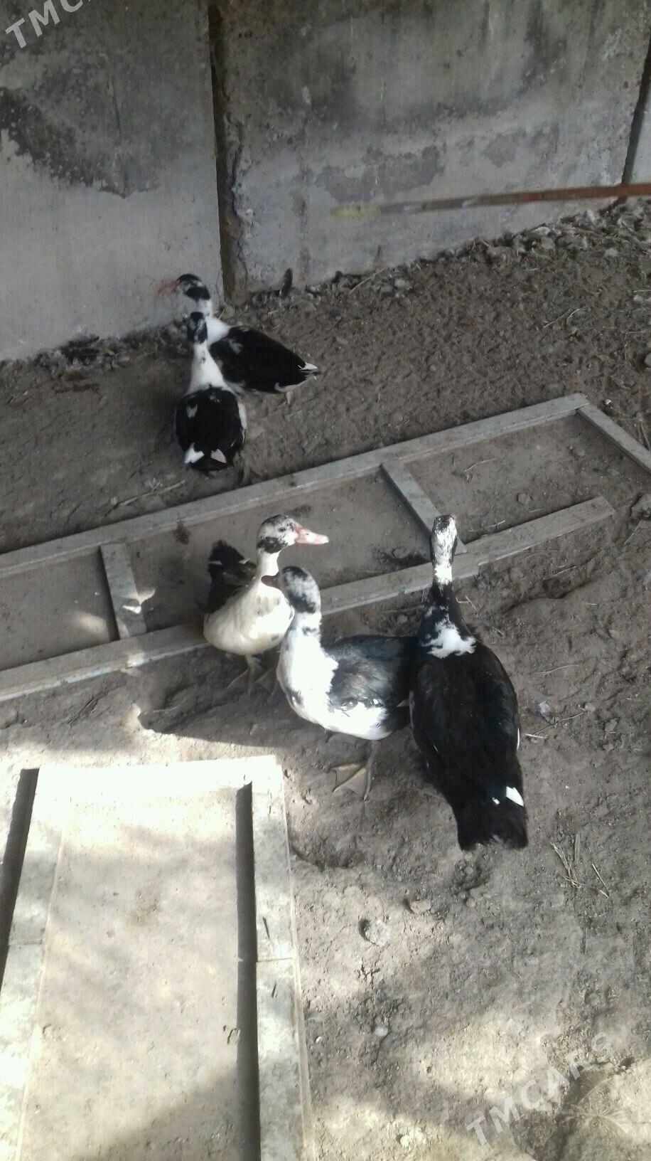 muskus - Çärjew - img 3