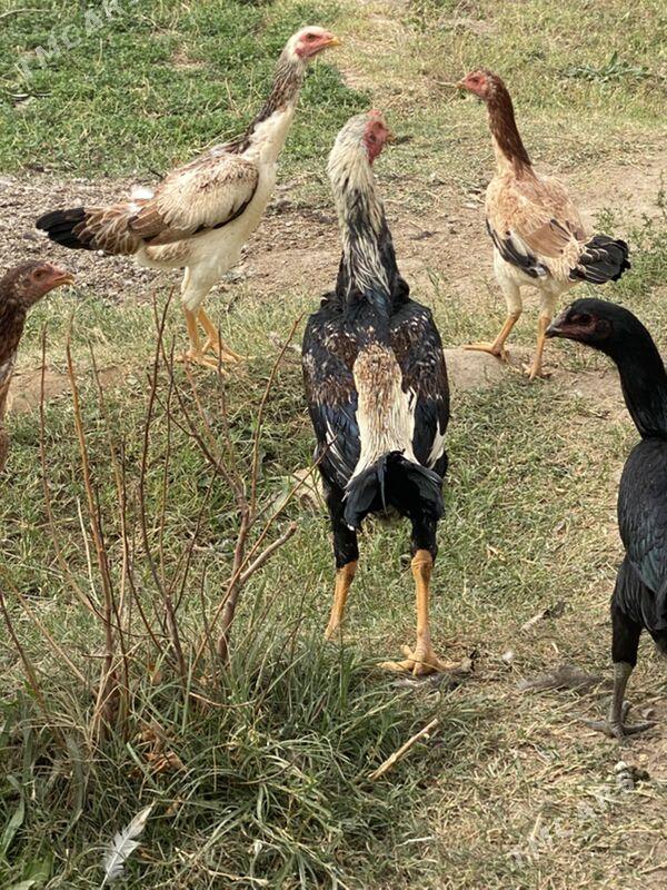 baysov tovuk  jüje - Фарап - img 10