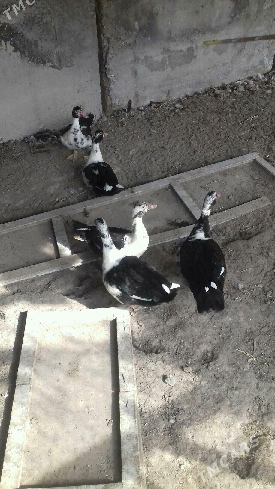 muskus - Çärjew - img 2