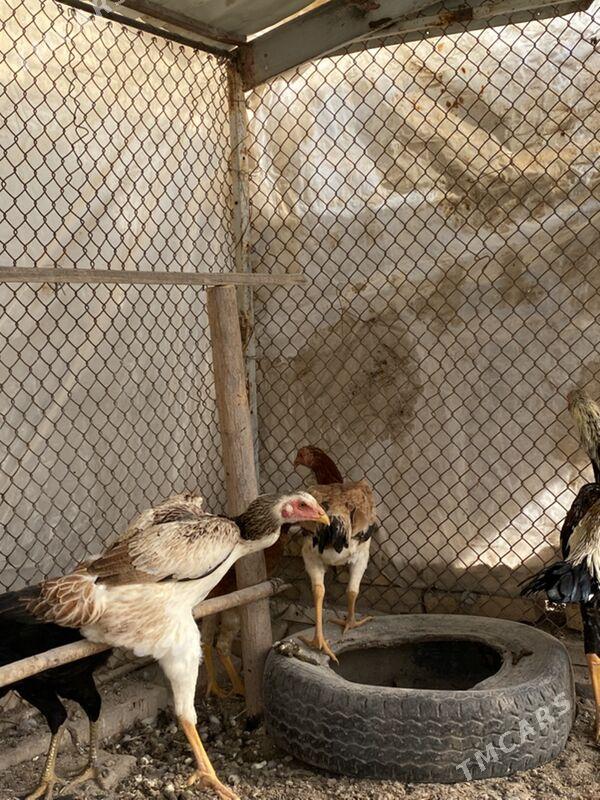 baysov tovuk  jüje - Фарап - img 4