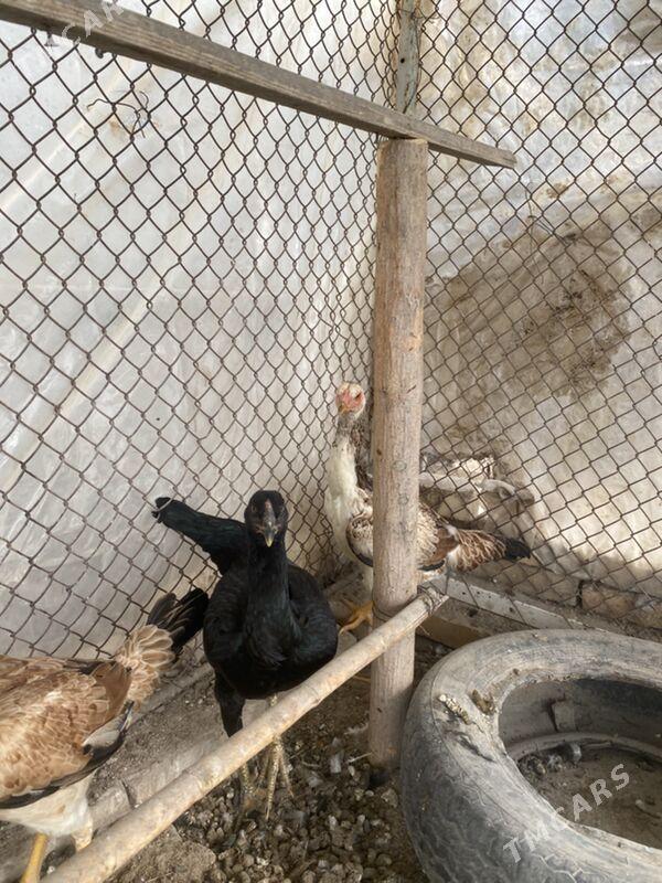 baysov tovuk  jüje - Фарап - img 2